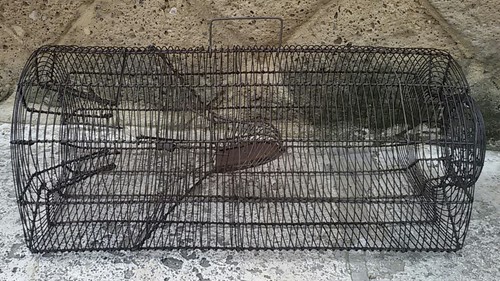 Antica gabbia metallo - gabbia,