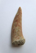 Enchodus lybicus dente dal