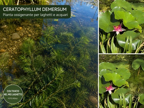 Ceratophyllum demersum 10 - ceratophyllum,