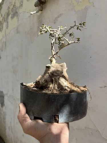 Bonsai olivastro come nella - bonsai,