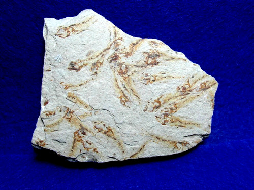 Pesci fossile leuciscus - pesci,