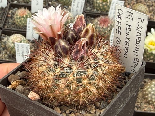 Pediocactus simponii - 41,
