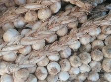 Pregiato E Rinomato Aglio