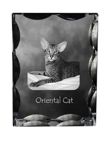 Gatto orientale cornice - , di