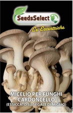 MICELIO per FUNGHI CARDONCELLO