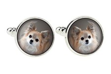 Chihuahua A Pelo Lungo Gemelli