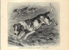 Stampa antica CANI PER LA