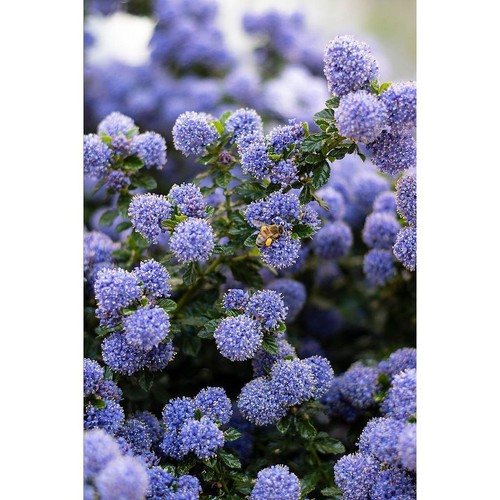 Ceanoto ceanothus thyrsiflorus - ceanoto,