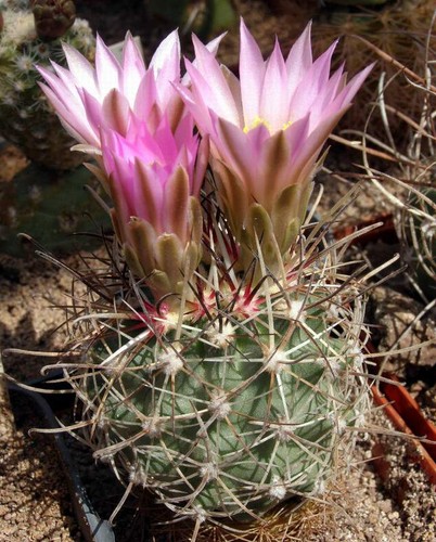 Sclerocactus spinosior sb740 - sclerocactus,