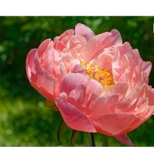 Pianta Di Peonia Kings Day