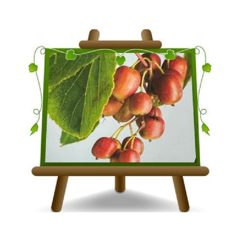 Actinidia kiwi arguta - ,