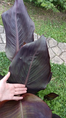 Pianta canna indica wyoming - pianta,