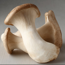 Coltura liquida per funghi