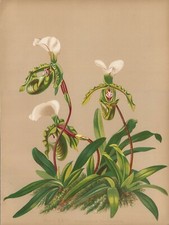 Stampa antica ORCHIDEA
