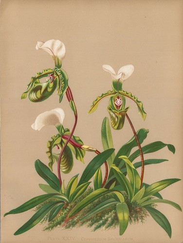 Stampa antica orchidea - stampa,