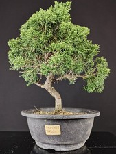 BONSAI Ginepro giapponese, Shimpaku Juniperus Sargentii Japanese Juniper 28cm