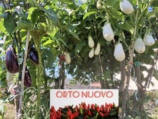 150 Semi SOLANUM TORVUM. Portainnesto Melanzane E Pomodori