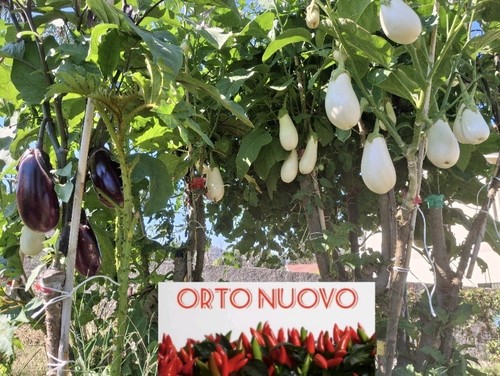 Semi solanum torvum - semi,