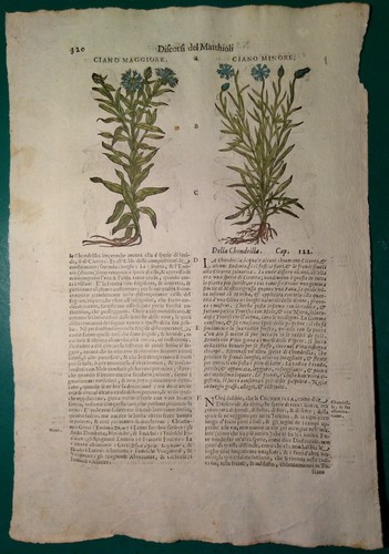 Stampa antica erbario mattioli - stampa,