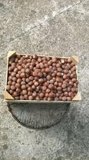 5 KG NOCCIOLE VARIETà TONDA