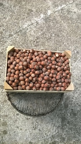 Nocciole varietà tonda - kg,