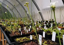 Dionaea muscipula, 100 semi
