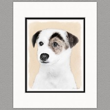 Parson Jack Russell Terrier