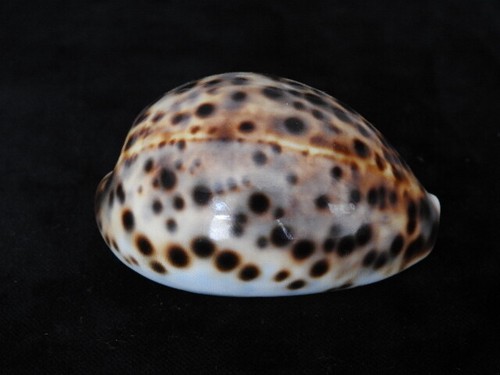 Sea shell cypraea tigris - shell,