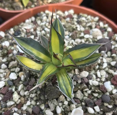 Agave horrida mediopicta aurea - agave,