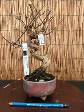 Bonsai di Melograno Neikan h