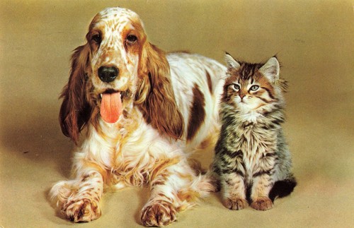 Spaniel dog cat postcard - dog,