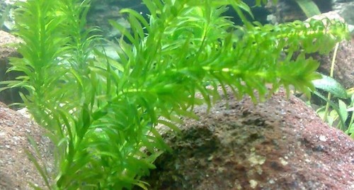 Elodea densa pianta - !pianta, piante
