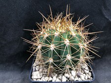 T. ATACAMENSIS CACTUS PIANTE GRASSE A66.