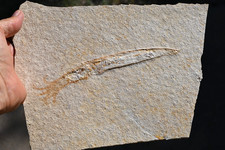 Calamari fossili Solnhofen -