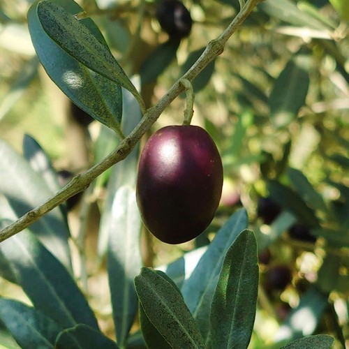 Pianta ulivo carolea da - pianta,