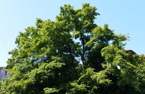 Acer palmatum polymorphum - acer,