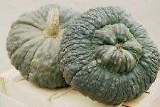 15 semi di ZUCCA MARINA DI