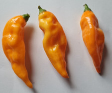 Aji Mango Polvere Peperoncino