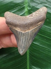 Dente luminoso del megalodonte