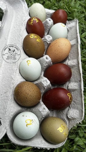 Uova cova olive - 8,