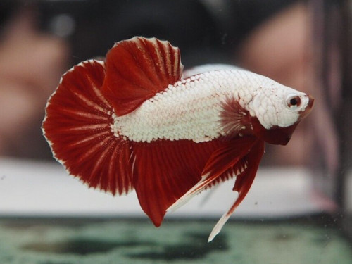 Betta fish red - red, maschio