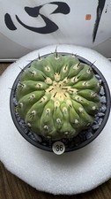 8cm Sale Rare Cacti Copiapoa
