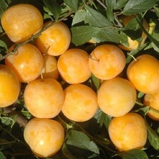 Pianta di susino: varietà