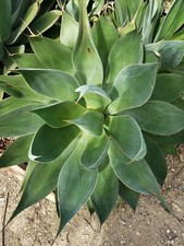 Agave Attenuata Foxtail