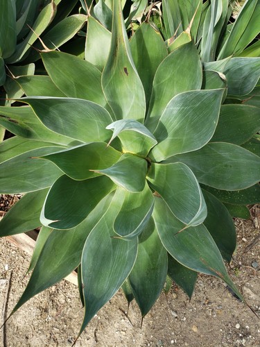 Agave attenuata foxtail - attenuata,