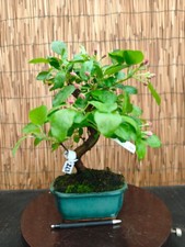 Bonsai melo 38cm visita - bonsai,
