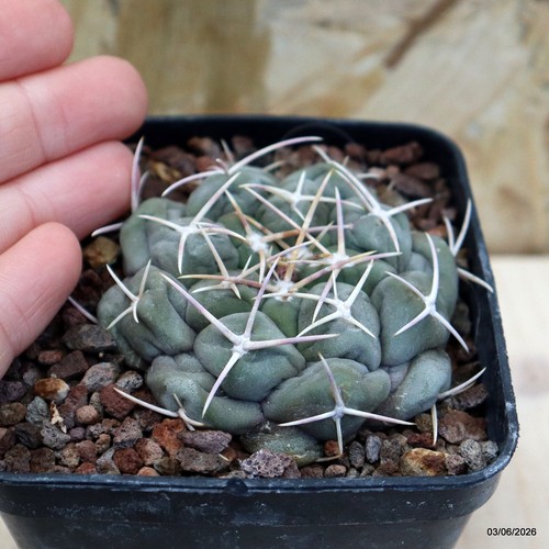 Thelocactus hexaedrophorus