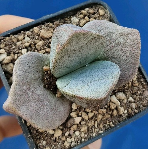 Pleiospilos bolusii - , (sundays)