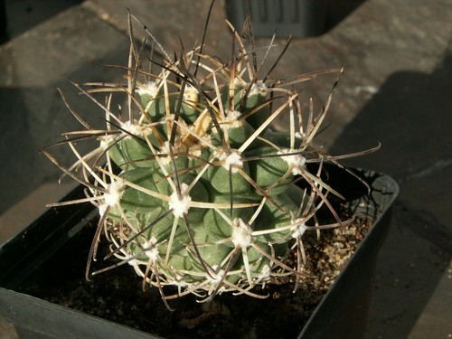 Sclerocactus glaucus 1749 - sclerocactus,