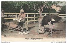 AXWP2-0174-06 - Fattoria Di